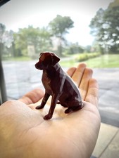 Labrador Retriever Dog