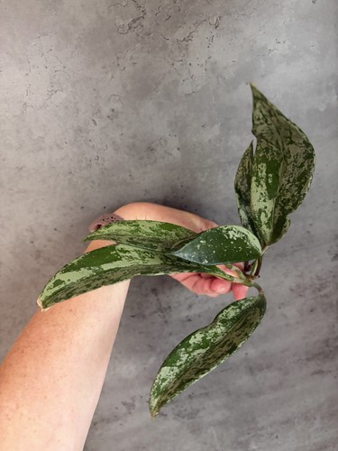 Hoya publiclyx silver - hoya,