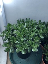 9 Large Money Plant 60cm For
