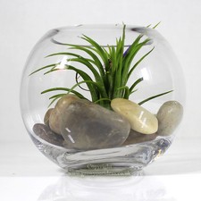 Air plant in small glass bowl Terrarium with Mixed polished river stones.