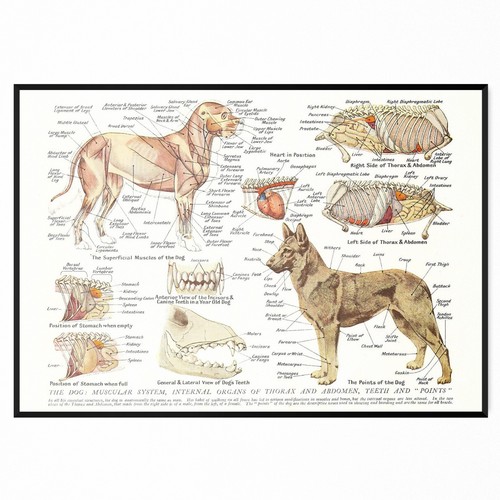 Muscles organs the dog - of,