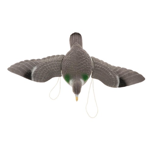 Pigeon bird of - , prey