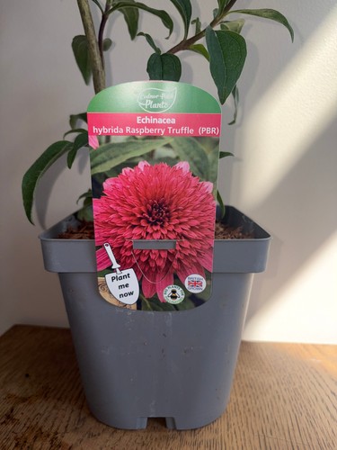 Echinacea raspberry truffle - echinacea, 2l