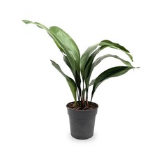 Cast Iron Plant | Aspidistra