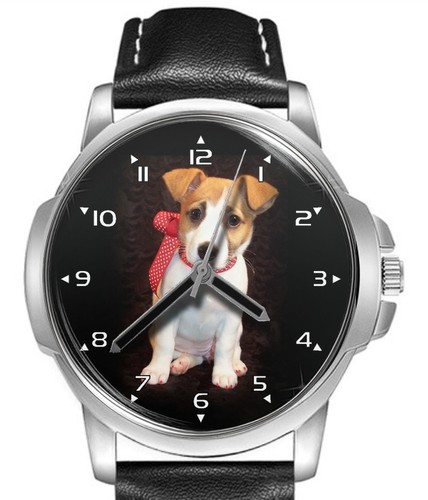 Puppy jack russell pet - of, dog