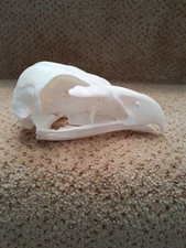 Taxidermy skeleton bones tattoo voodoo raptor bird SKULL WEDGE-TAILED EAGLE