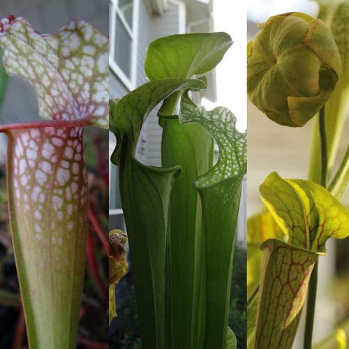 Live carnivorous pitcher - live,