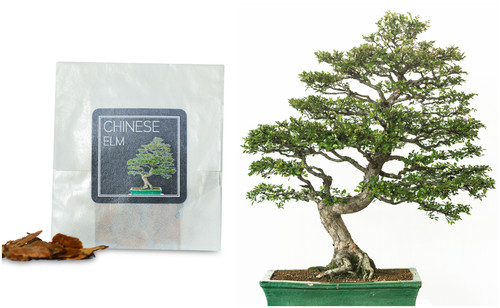 Chinese elm bonsai seeds - 30,