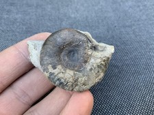 Grammoceras sp. Jurassic