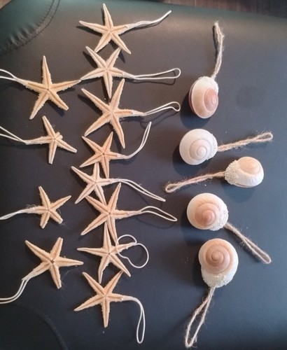 Sealife dried starfish - 12,