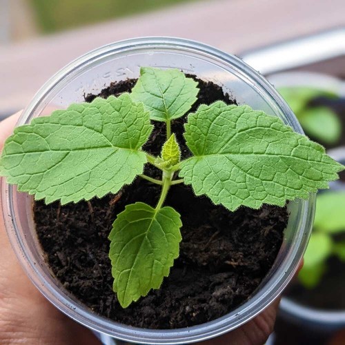 Paulownia tomentosa - paulownia,