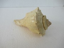 Antique Foxhead Seashells Vintage Sea shells Tulip shells Collectibles Rare "F6