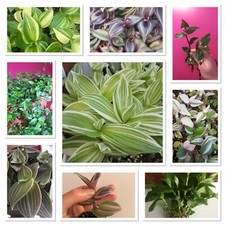 8 Tradescantia  Wandering Jew