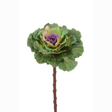Brassica Ornamental Cabbage