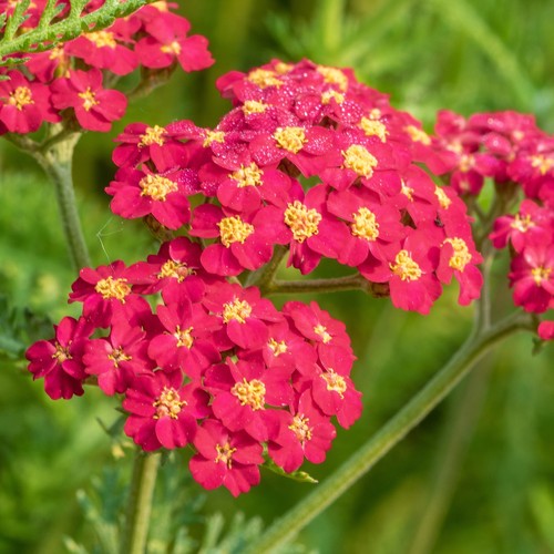 Achillea paprika outdoor hardy - achillea,