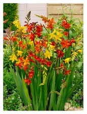 Crocosmia large flowering - crocosmia,