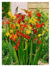 10 Crocosmia Large Flowering Mix Bulbs Beautiful Garden Spring Summer Perennial