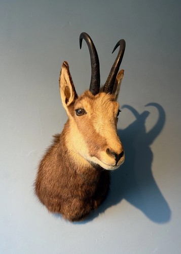 Taxidermy chamois wall mount - taxidermy,