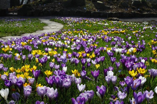 Crocus large flowering - crocus,
