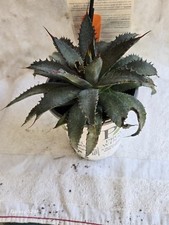 1 Large MANGAVE -  TOOTH