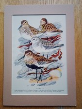 Charles Tunnicliffe, Artist -