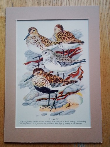 Charles tunnicliffe artist - charles,