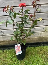 POTTED ROSE 'BEAUTIFUL