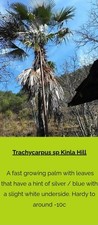 Trachycarpus Kinla Hill Palms