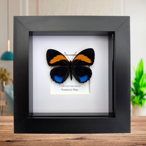 Framed callicore excelsior