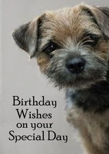 BORDER TERRIER DOG BIRTHDAY