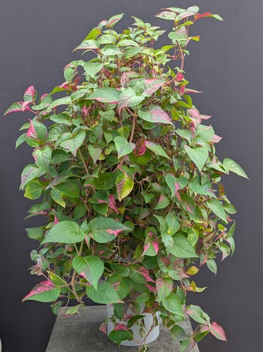 Alternanthera ficoidea party - alternanthera,