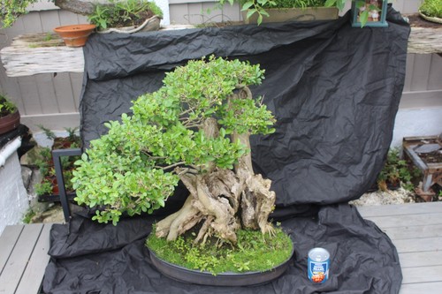 Privet bonsai tree - , (yamadori)
