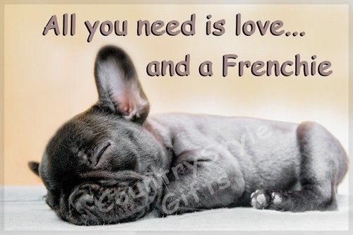French bulldog pet dog - dog, funny