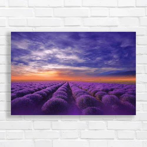 Stunning summer sunset flowers - summer,