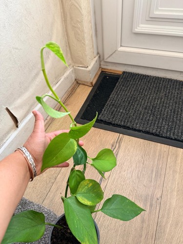 Indian money plant - plant, levi