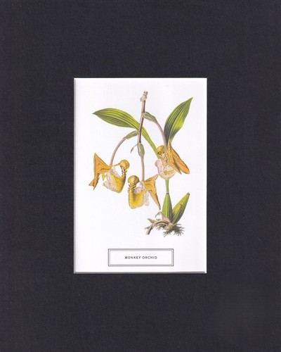 8x10 matted picture print art - 8x10,