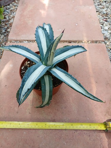 Agave americana medio picta - agave,
