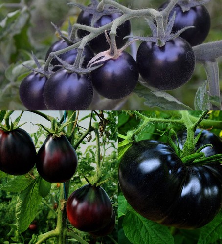 Black tomato plants - black,