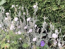 Lychnis  Coronaria  'Alba'/ White Rose Campion / Hardy / 100 + Seeds