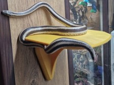 Detachable Basking Spot Shelf