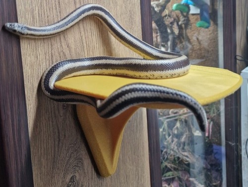 Detachable basking spot shelf - detachable,
