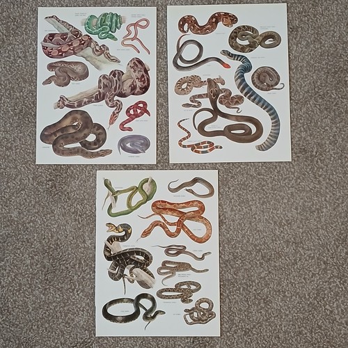 Vintage 1984 reptiles snakes - 1984,
