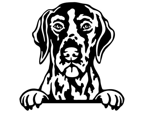 German shorthaired pointer dog - shorthaired,
