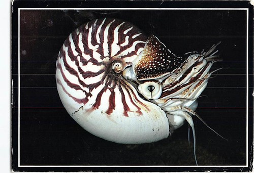 Postcard chambered nautilus - postcard,
