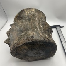 Whale Vertebrae Fossil Miocene