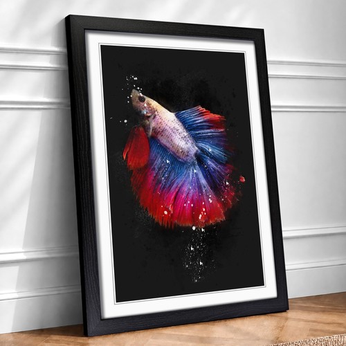 Siamese fighting fish - fighting,
