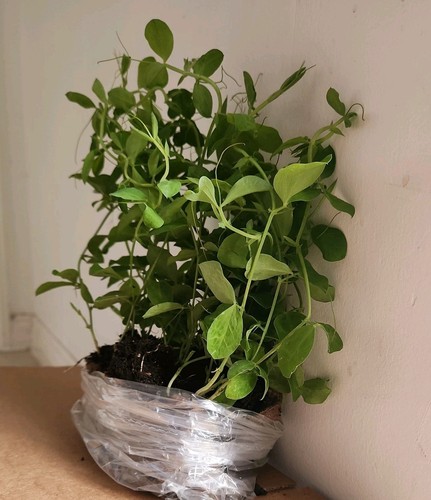 Sweet pea seedling - seedling, plants