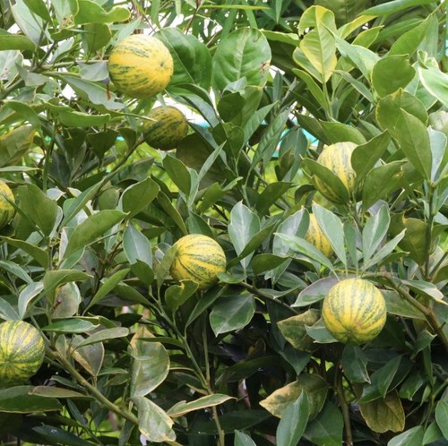 Variegated pink lemonade lemon - pink,