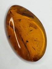 Amber Polished Specimen With