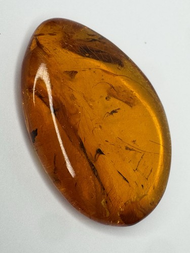 Amber polished specimen with - amber,